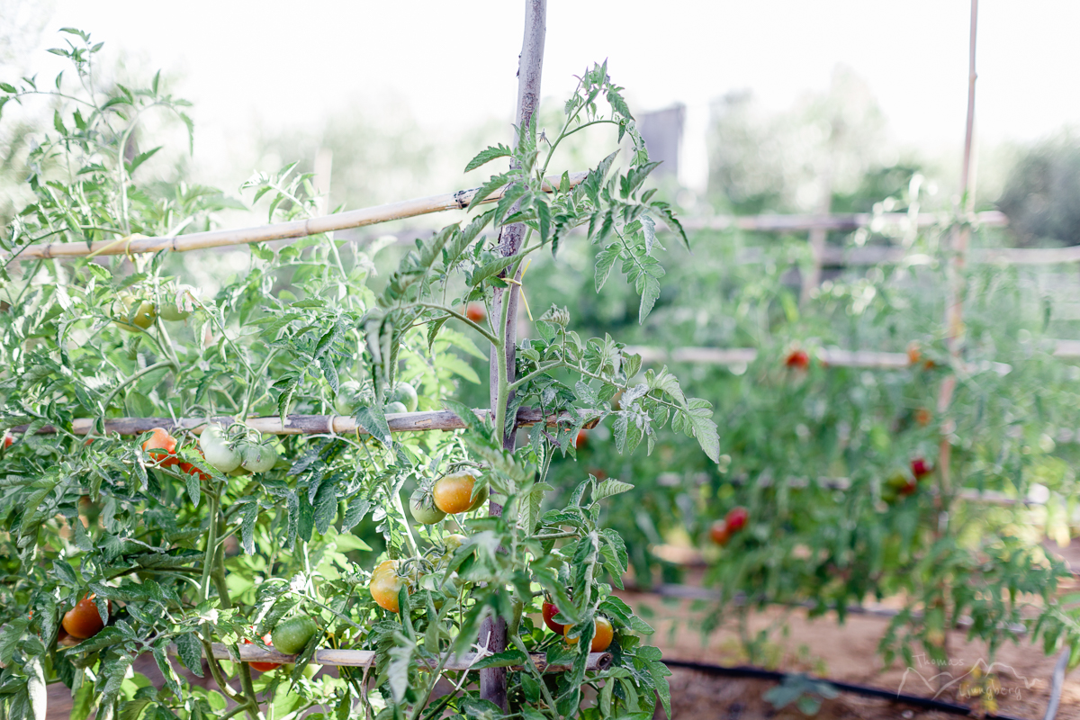 Rosarios tomato garden