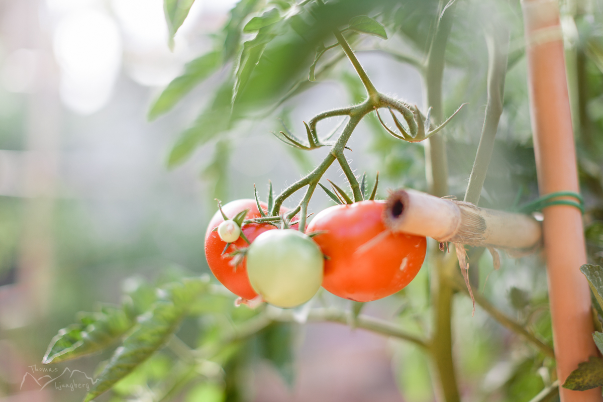 Delicious tomatos!